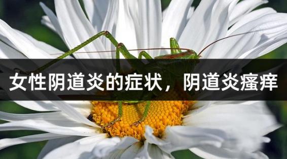 女性阴道炎的症状，阴道炎瘙痒