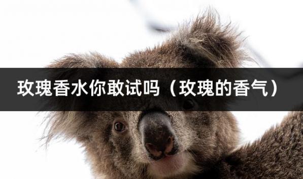 玫瑰香水你敢试吗（玫瑰的香气）
