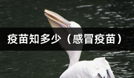 疫苗知多少（感冒疫苗）
