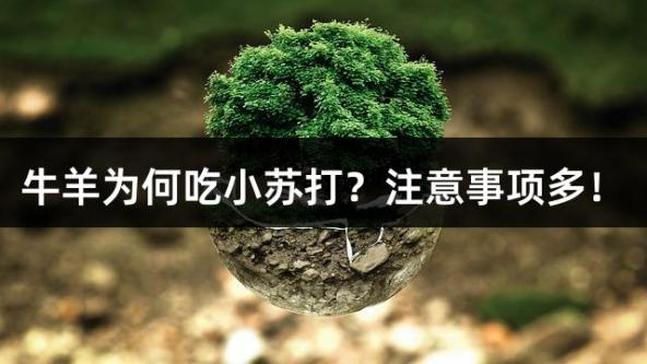 牛羊为何吃小苏打？注意事项多！