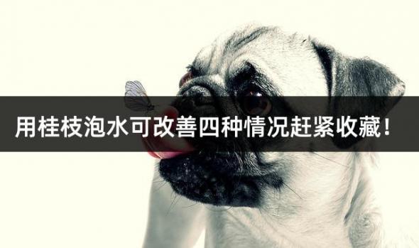 用桂枝泡水可改善四种情况赶紧收藏！