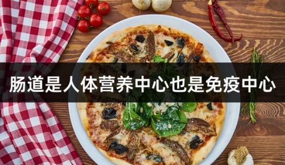 肠道是人体营养中心也是免疫中心