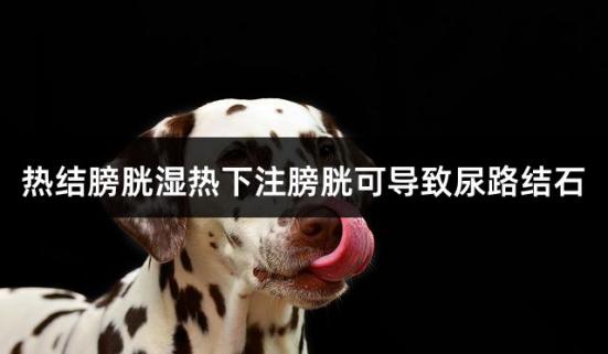 热结膀胱湿热下注膀胱可导致尿路结石