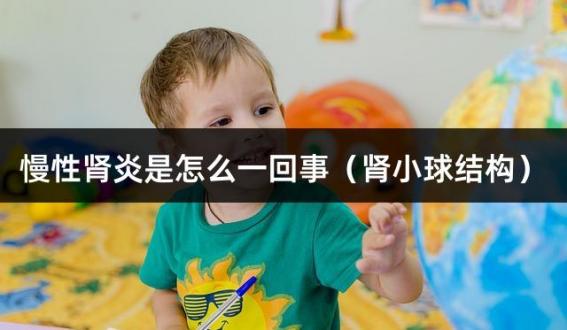 慢性肾炎是怎么一回事（肾小球结构）