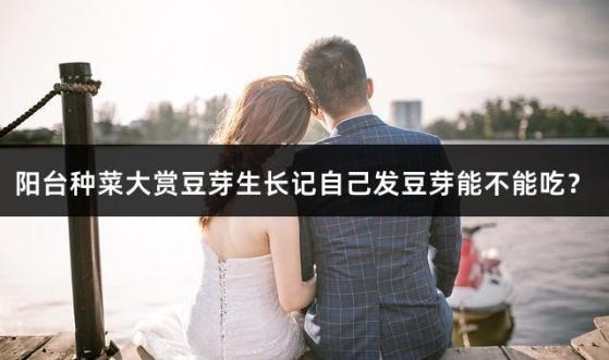 阳台种菜大赏豆芽生长记自己发豆芽能不能吃？