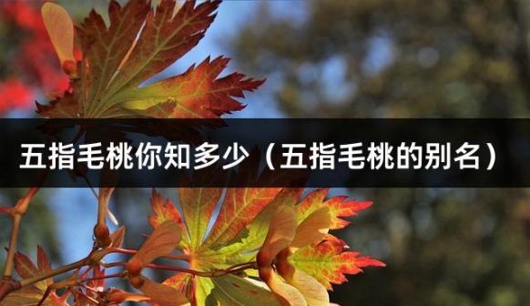 五指毛桃你知多少（五指毛桃的别名）