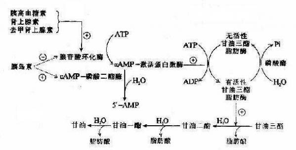 孕妇血脂管理指南：孕期高血脂可能引发便秘