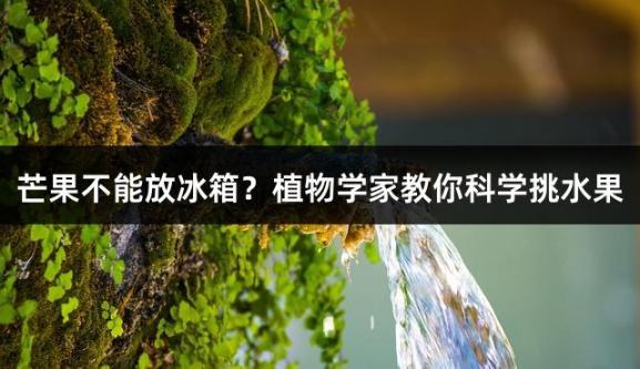 芒果不能放冰箱？植物学家教你科学挑水果
