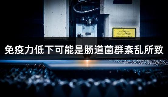 免疫力低下可能是肠道菌群紊乱所致