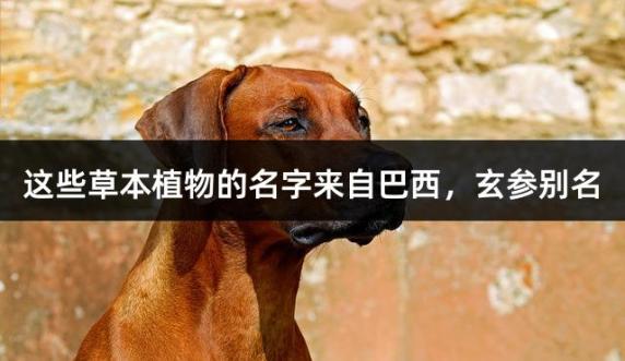 这些草本植物的名字来自巴西，玄参别名