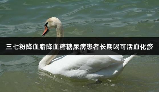 三七粉降血脂降血糖糖尿病患者长期喝可活血化瘀