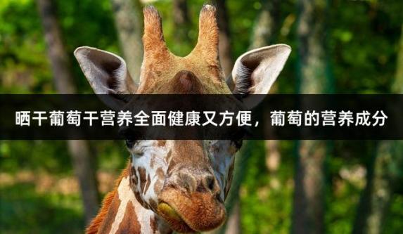 晒干葡萄干营养全面健康又方便，葡萄的营养成分