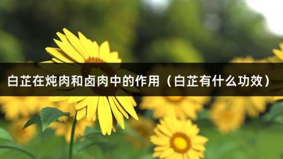 白芷在炖肉和卤肉中的作用（白芷有什么功效）