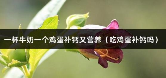 一杯牛奶一个鸡蛋补钙又营养（吃鸡蛋补钙吗）