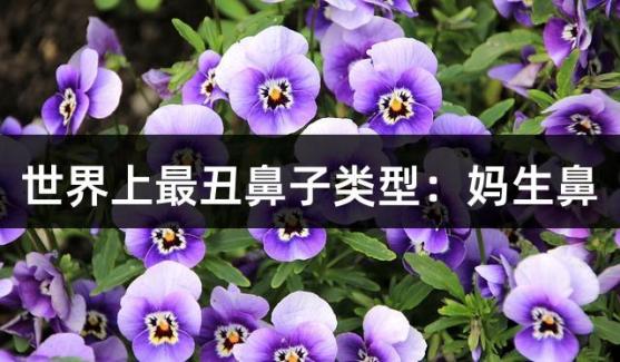 世界上最丑鼻子类型：妈生鼻