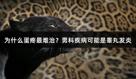 为什么蛋疼最难治？男科疾病可能是睾丸发炎