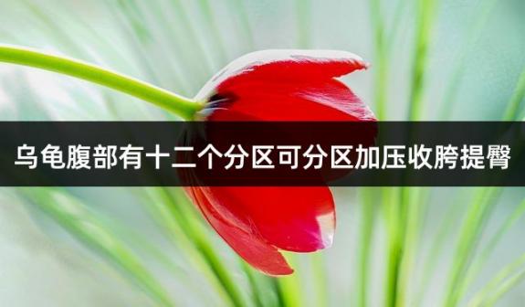 乌龟腹部有十二个分区可分区加压收胯提臀