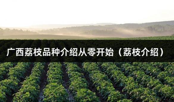 广西荔枝品种介绍从零开始（荔枝介绍）