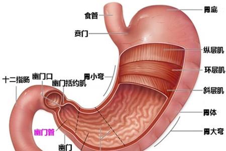胃间质瘤：手术切除是治疗方法非常有效