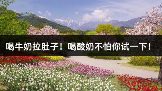 喝牛奶拉肚子！喝酸奶不怕你试一下！