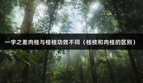 一字之差肉桂与桂枝功效不同（桂枝和肉桂的区别）