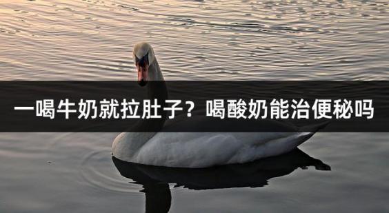 一喝牛奶就拉肚子？喝酸奶能治便秘吗