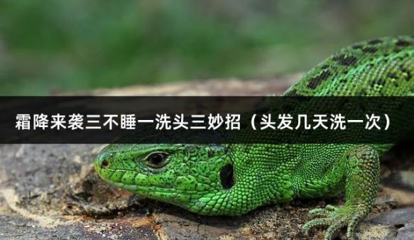霜降来袭三不睡一洗头三妙招（头发几天洗一次）