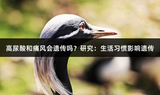 高尿酸和痛风会遗传吗？研究：生活习惯影响遗传