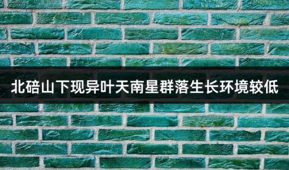 北碚山下现异叶天南星群落生长环境较低