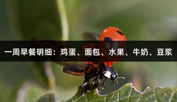 一周早餐明细：鸡蛋、面包、水果、牛奶、豆浆