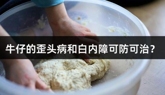 牛仔的歪头病和白内障可防可治？