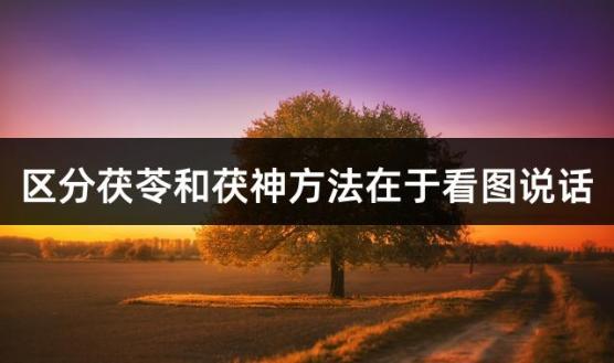 区分茯苓和茯神方法在于看图说话