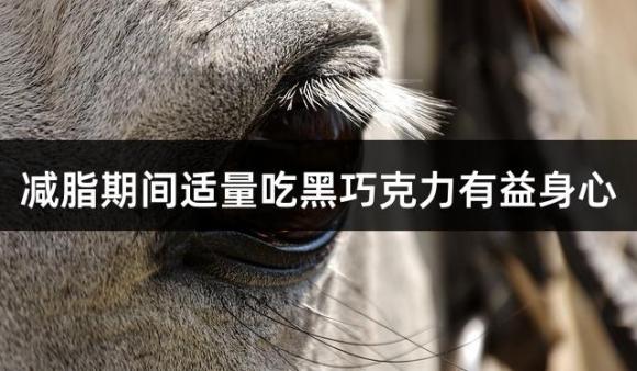 减脂期间适量吃黑巧克力有益身心