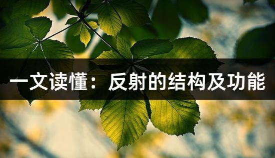 一文读懂：反射的结构及功能