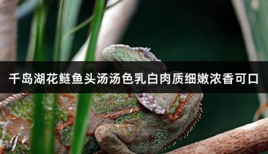 千岛湖花鲢鱼头汤汤色乳白肉质细嫩浓香可口