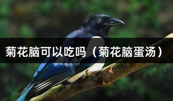 菊花脑可以吃吗（菊花脑蛋汤）