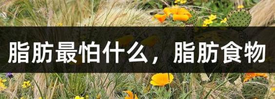 脂肪最怕什么，脂肪食物