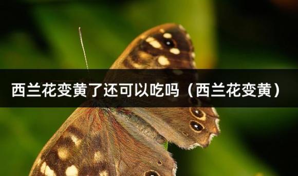 西兰花变黄了还可以吃吗（西兰花变黄）