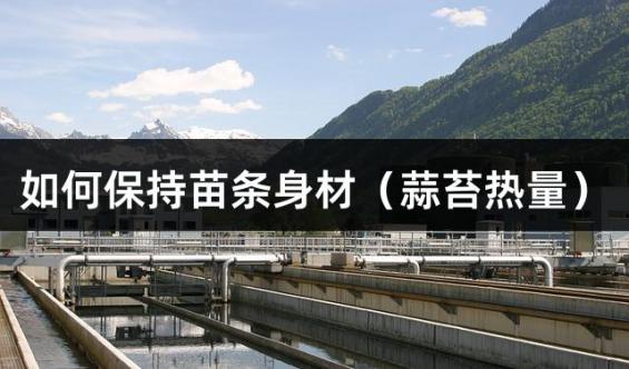 如何保持苗条身材（蒜苔热量）