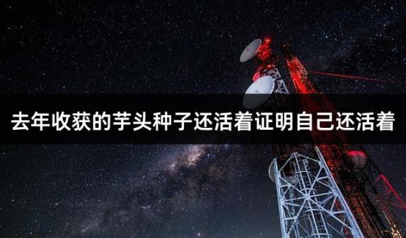 去年收获的芋头种子还活着证明自己还活着