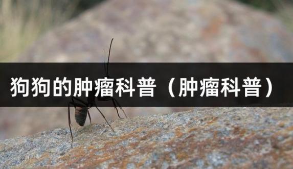 狗狗的肿瘤科普（肿瘤科普）