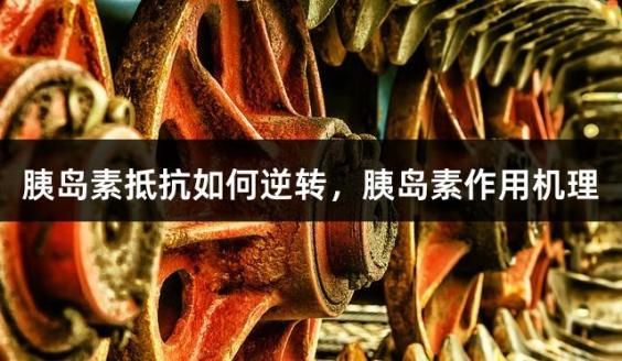 胰岛素抵抗如何逆转，胰岛素作用机理