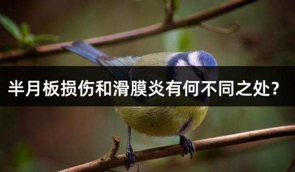 半月板损伤和滑膜炎有何不同之处？