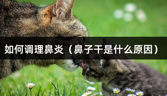 如何调理鼻炎（鼻子干是什么原因）