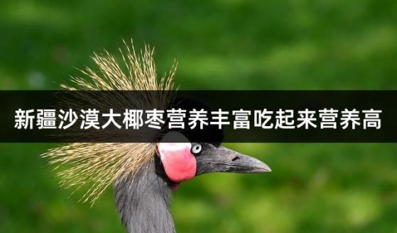 新疆沙漠大椰枣营养丰富吃起来营养高