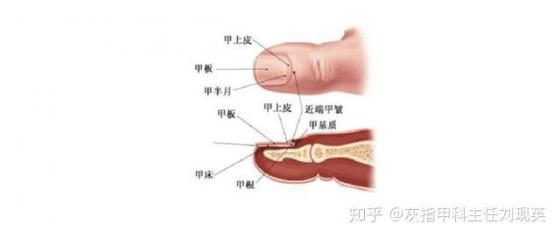 灰指甲不治的6大危害，灰指甲不治的6大危害讲故事