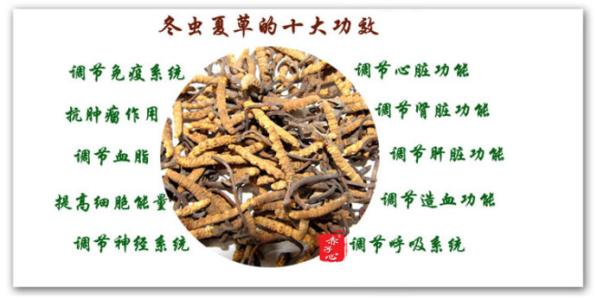 冬虫夏草功效作用与主治功能（冬虫夏草功效）