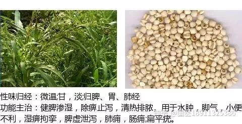 薏苡仁的功效与作用的功能与主治妇科（薏苡仁的功效与作用的功能与主治）