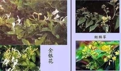 金银花的药用价值（金银花的毒性有多可怕）