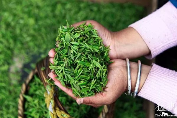 信阳毛尖茶叶的功效与作用及泡水温度（信阳毛尖茶叶的功效与作用）
